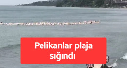 Tekirdağ’da pelikanlar pilaja sığındı