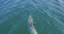 Marmara’nın Mavi Misafirleri Yunuslarla Büyüleyici Yolculuk