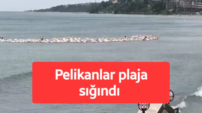 Tekirdağ’da pelikanlar pilaja sığındı